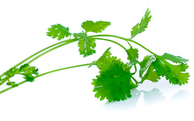 Bunch of fresh coriander leaves over white background