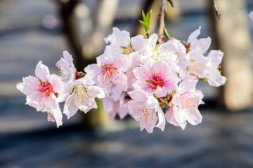 Close-up of Peach Blossoms Blooming on Peach Trees