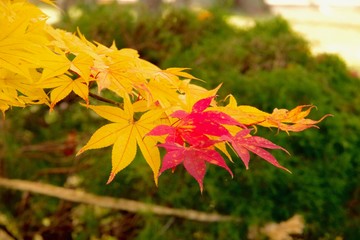 紅葉