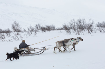 Nenets reindeer herder rides a reindeer team © Shchipkova Elena