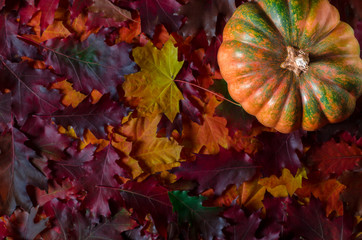 The orange textured pumpkin rests on the colorful autumn leaves. Autumn harvest