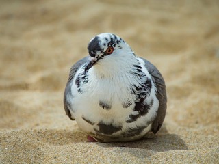 pigeons on the beach