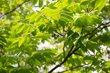 Branch Juglans cinerea  with nuts