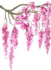 Pink Cherry Blossom tree border watercolor painting hand drawn on isolated white background