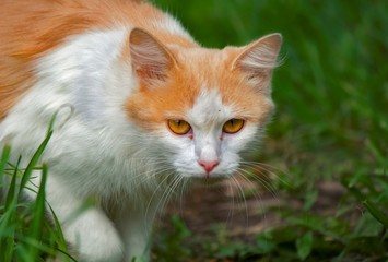 cat on grass