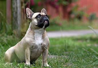 Fototapeta premium French bulldog