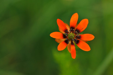 Sommer-Adonisr&ouml;schen oder Sommer-Teufelsauge