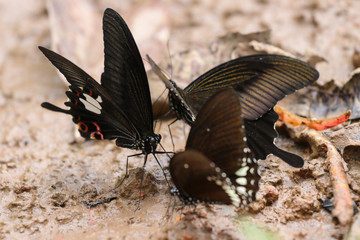 butterfly on leaf