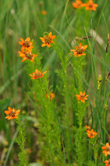 Sommer-Teufelsauge  (Adonis aestivalis)