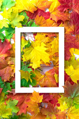 Autumn composition. Multi-colored maple leaves: red, green and yellow as a background and white frame for copy space. Autumn, fall, thanksgiving day concept. Flat lay, top view
