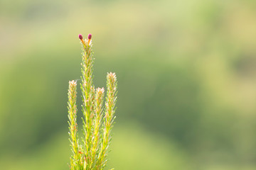 Naturaleza