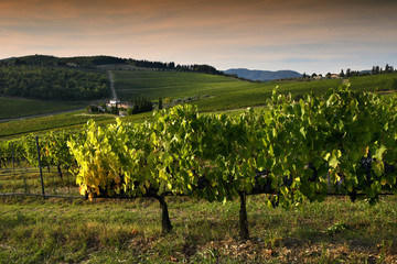 Fototapeta na wymiar Beautiful Tuscan landscape with green vineyards at sunset in Chianti region near Florence. Italy