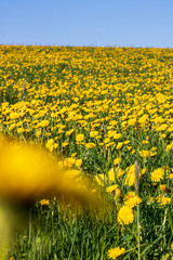 Field with yellow dandelions and blue sky