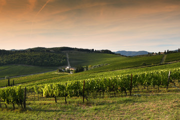 Fototapeta na wymiar Beautiful Tuscan landscape with green vineyards at sunset in Chianti region near Florence. Italy