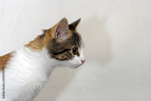 Cute Tricolor Kitten Is Looking At The Camera Calico Cats Are