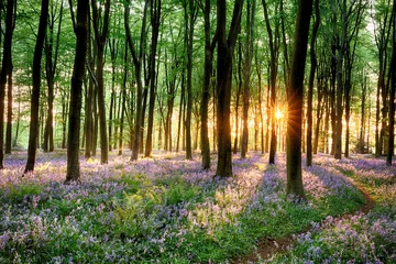 Photo sur Plexiglas Forêt Chemin forestier Bluebell au lever du soleil