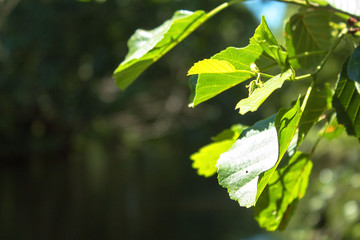 Naturaleza