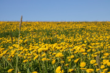 Fototapeta premium Field with yellow dandelions and blue sky