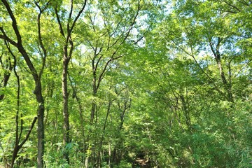 緑の中　森　秋　風景　杤木