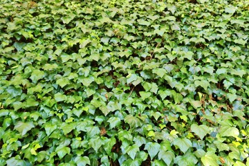 秋　森のカーテン　風景　ツタ　杤木