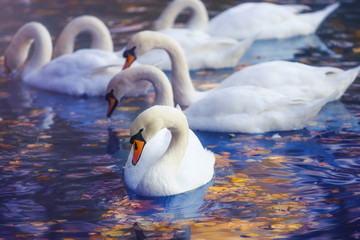 White swans in profile on the water surface of the lake, strewn with autumn orange leaves. Beautiful reflections and highlights of water
