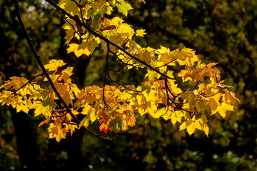 Golden autumn leaf in the park.
