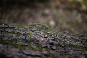 Green moss on the tree