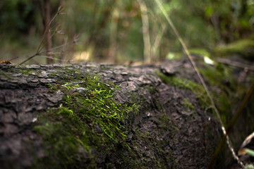 Green moss on a tree