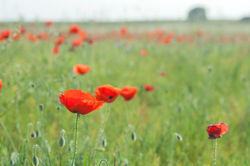 Obraz premium wild red poppies blooming in spring