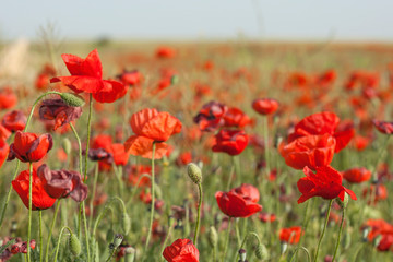Wild red poppies in the springtime field