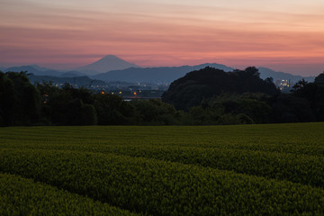 Naklejka premium 新茶に春を感じて２