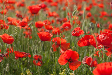 Wild red poppies 