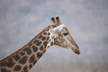 Giraffe side view