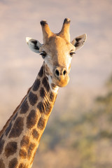 Giraffe portrait