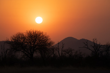 African bush sunset