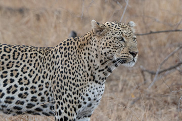Male leopard hunting