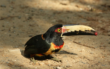 Halsbandarassari © Marion