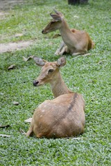 eld deer in wild nature