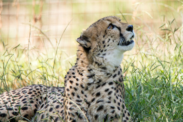 Cheetah lying next to water