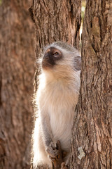 Vervet monkeys