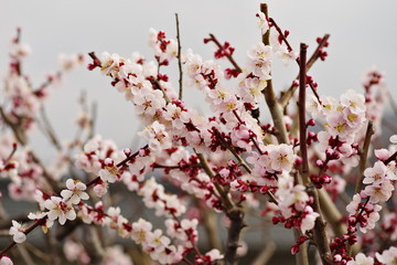 桜の開花