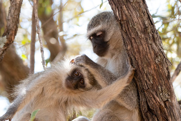 Vervet monkeys