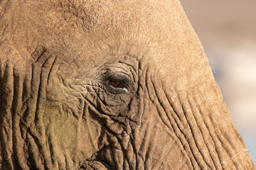 Fototapeta premium Elephant eye