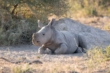 Baby rhino