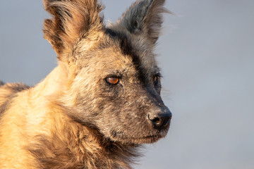 African Wild dog