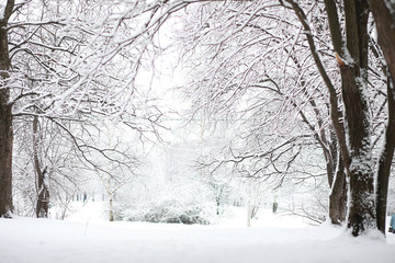 Winter landscape. Forest under the snow. Winter in the park.