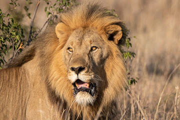 Obraz na płótnie Canvas Male lion
