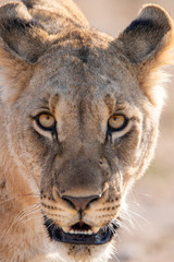 Lioness