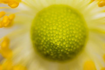 Macro Image Blossom close up with Blurred Background