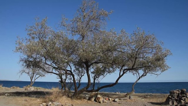 Seascape with Russian olive in the wind